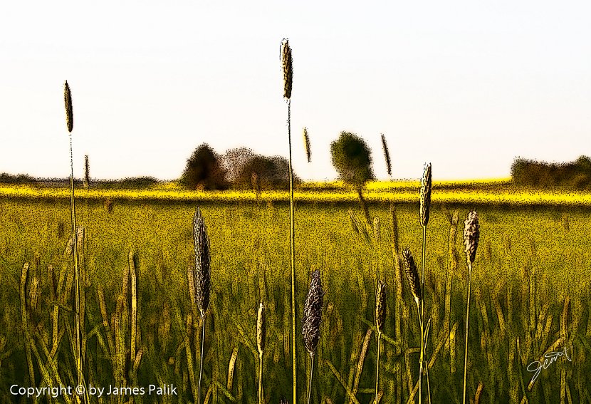 Field in Summer, Nufringen - 0222